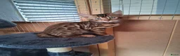 Bengal cats for sale: Bengal Kittens  - Advert 18