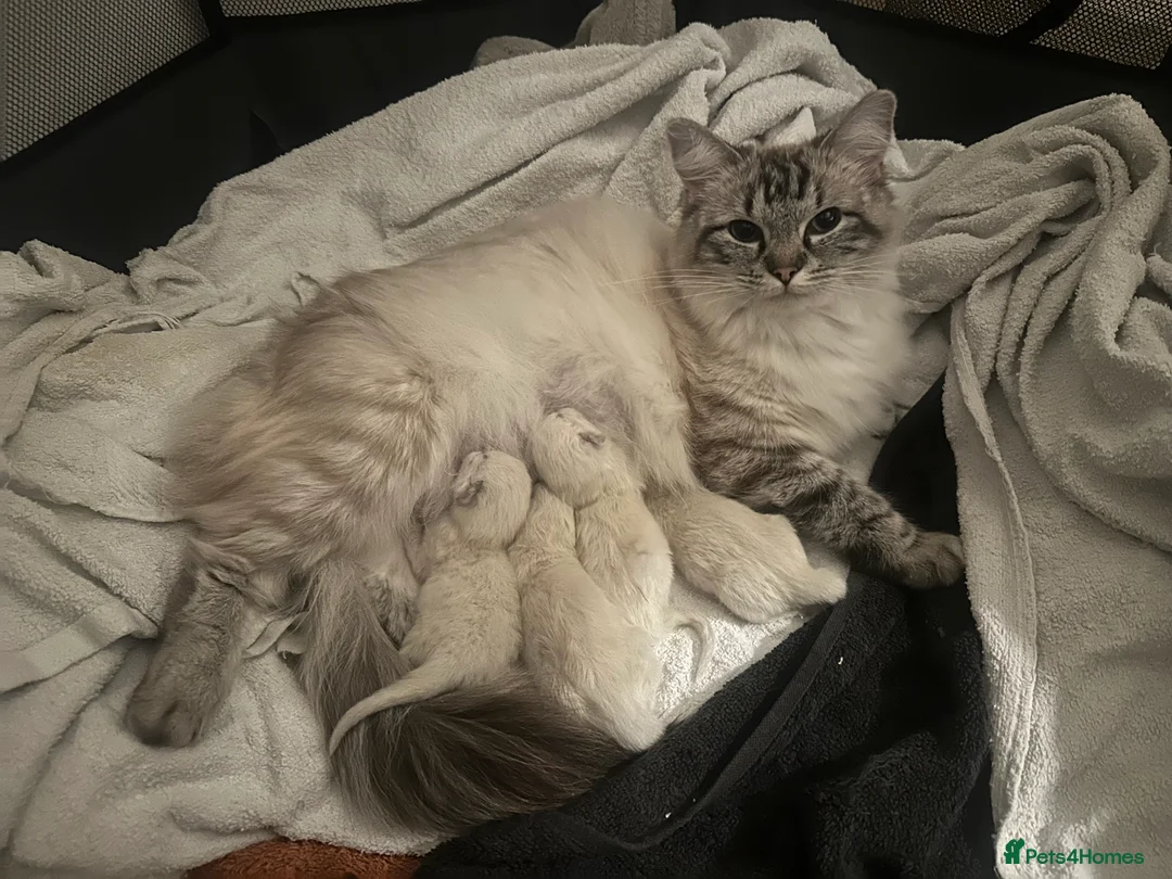 Ragdoll cats for sale: Ragdoll kittens for sale - Advert 1