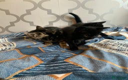 Mixed Breed cats for sale: Boy kitten looking for he’s for ever home  - Image 8