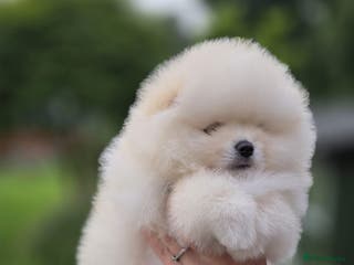 Pomeranian dogs Stunning Pomeranian puppies - Advert 9