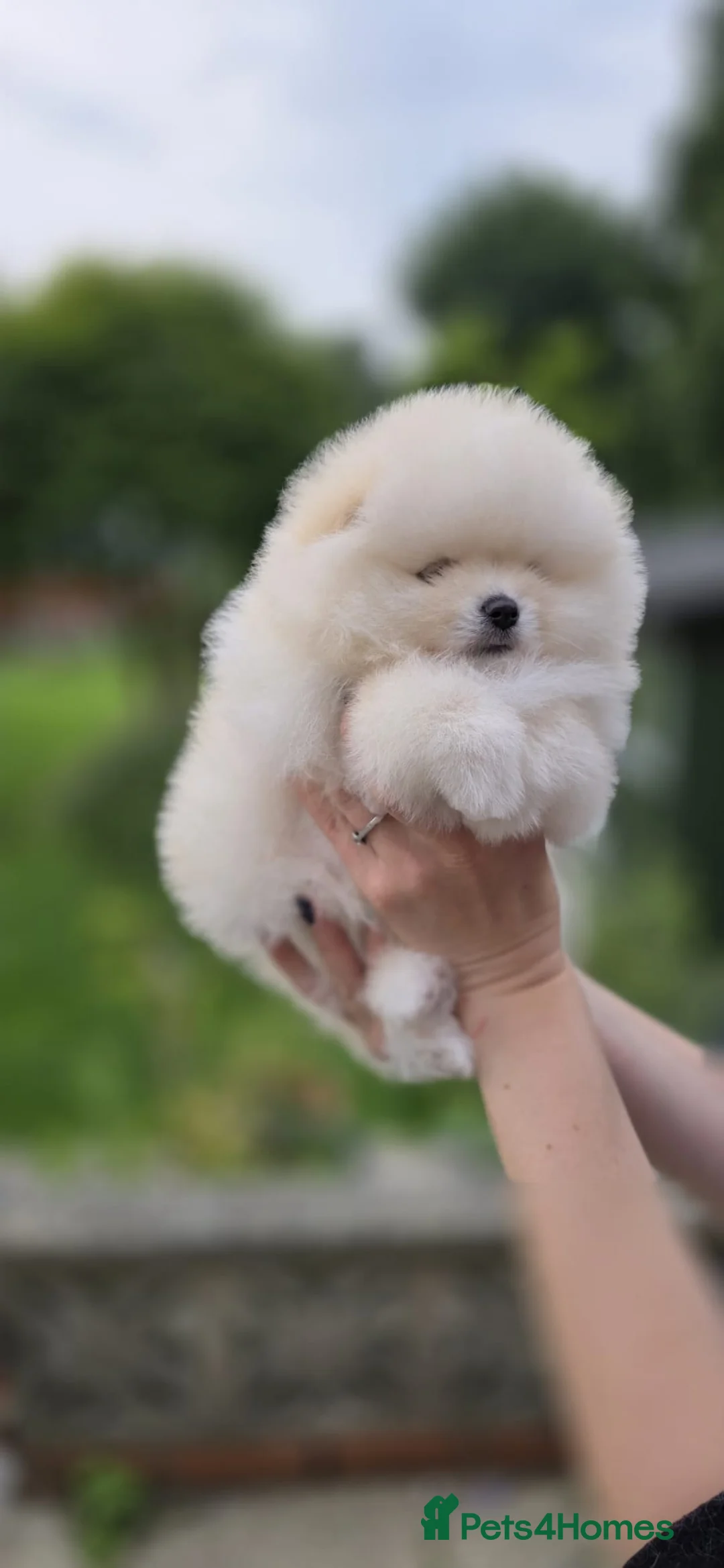 Pomeranian dogs for sale:  Pomeranian puppies. Last boy is still available - Advert 1