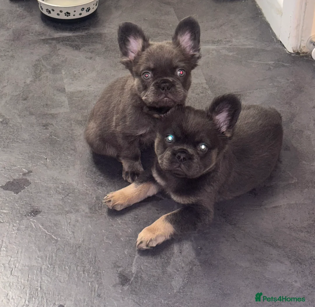 French Bulldog dogs for sale:  2 left 🇫🇷Fluffy french bulldog  - Advert 3