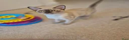 Burmese cats for sale: Gorgeous Pedigree Burmese Kittens - Advert 13