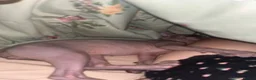 Sphynx cats for sale: Male sphynx - Advert 4