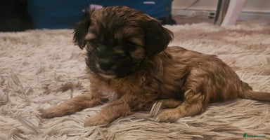 Cavapoo dogs - Advert 10
