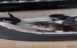 Norwegian Forest Cat cats for sale: Norwegian Forest kittens for sale - Image 7