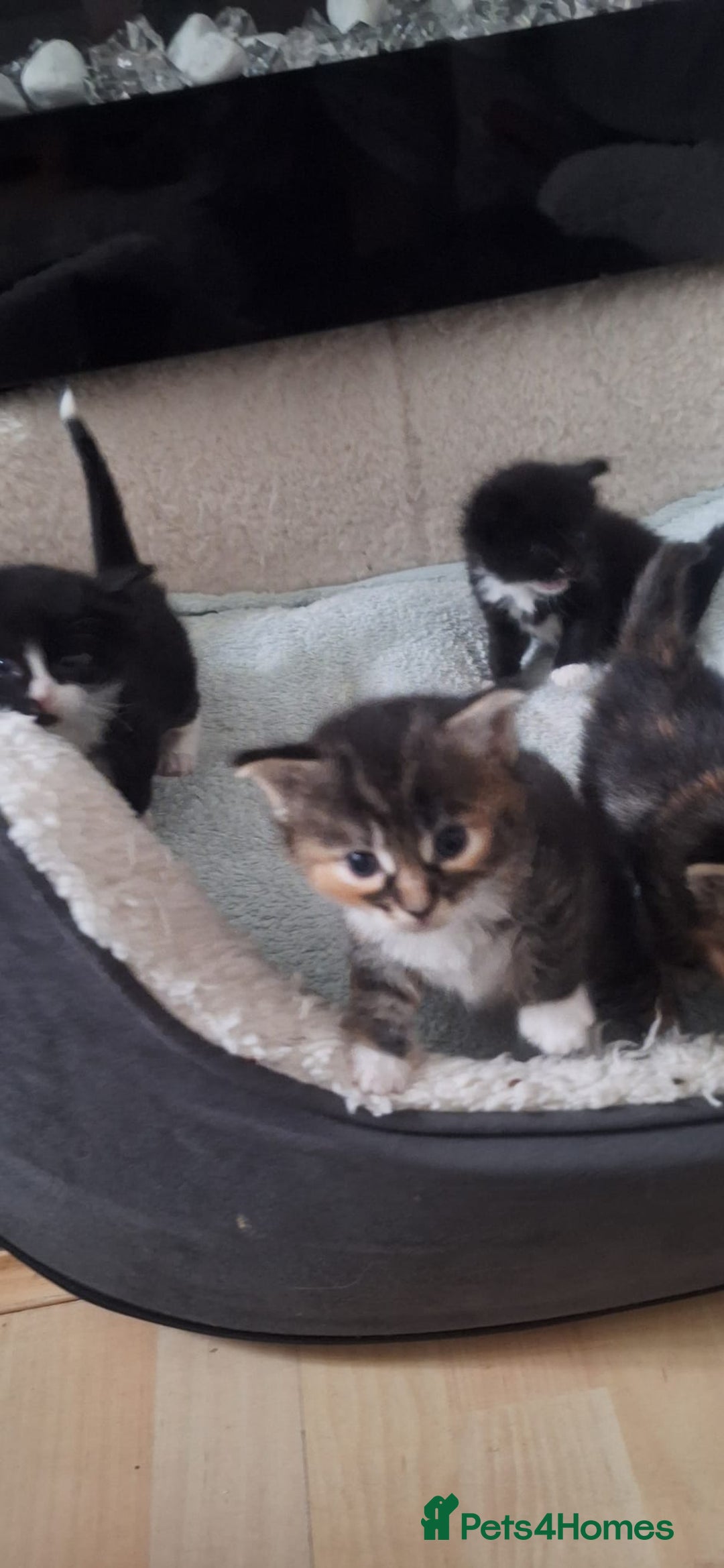 Norwegian Forest Cat cats for sale: Norwegian Forest kittens for sale - Image 7