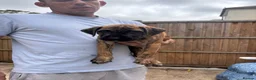 Mixed Breed dogs for sale: Presa Canario x - Advert 4