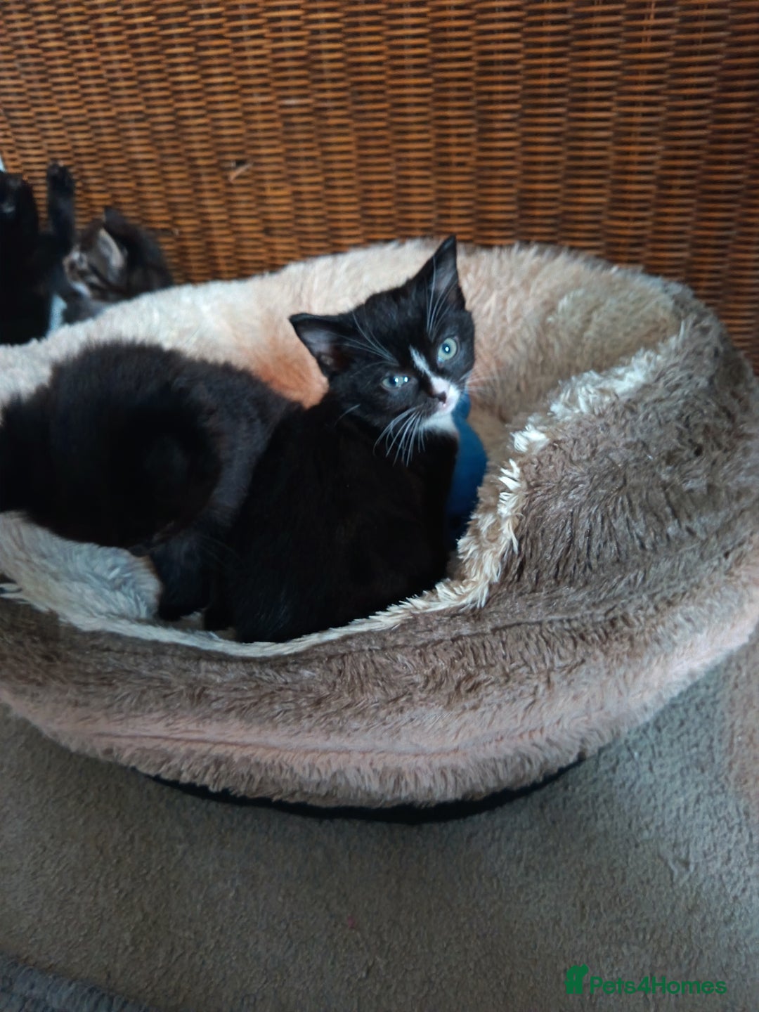 Mixed Breed cats for sale: 4 beautiful kittens - Advert 4