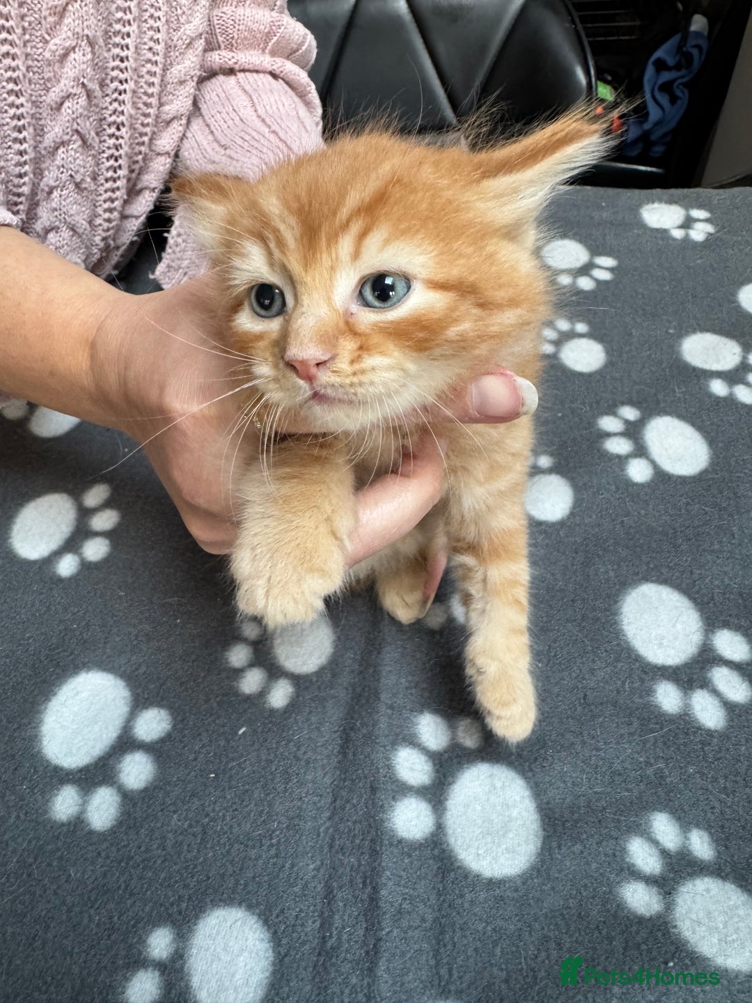 Mixed Breed cats for sale: Kittens available - females and males - Image 8