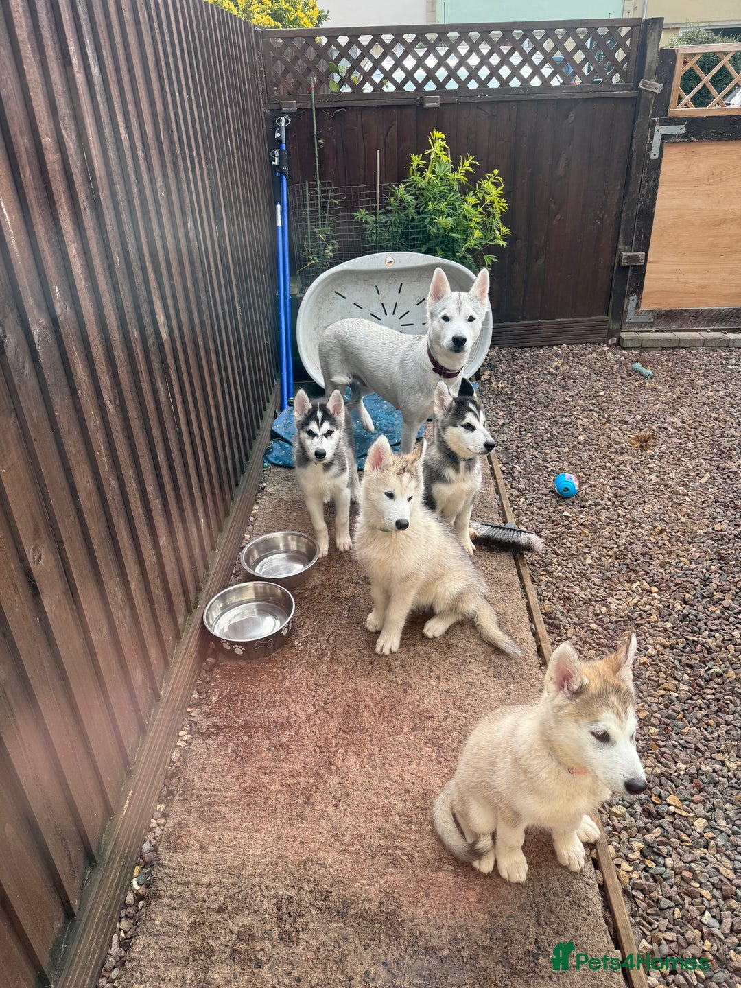 Utonagan dogs for sale: Beautiful Husky × Malamute Puppies – Ready Now! - Image 2