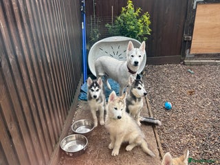 Utonagan dogs - Advert 4