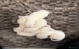 Ragdoll cats for sale: Purebred Ragdolls – Ready to Reserve Now 🍼 - Image 4