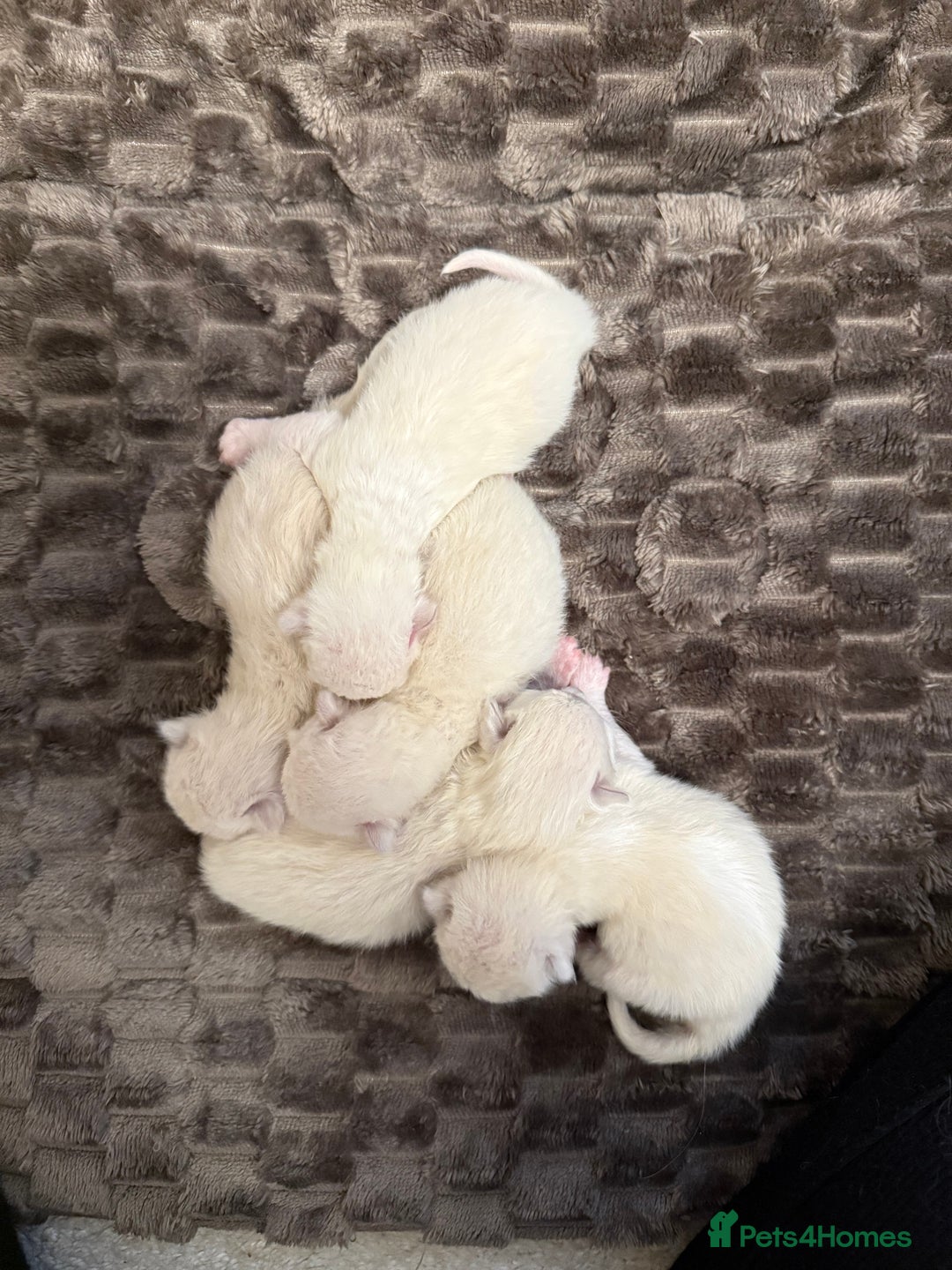 Ragdoll cats for sale: Purebred Ragdolls – Ready to Reserve Now 🍼 - Image 4