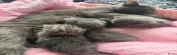 British Shorthair cats for sale: Ready for reservations British  - Advert 9