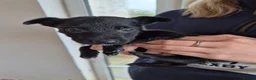 Mixed Breed dogs for sale: Kelpie cross collie puppies  - Advert 12
