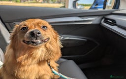 Mixed Breed dogs for sale: Pomeranian x Yorkshire Terrier seeks new home  - Image 1