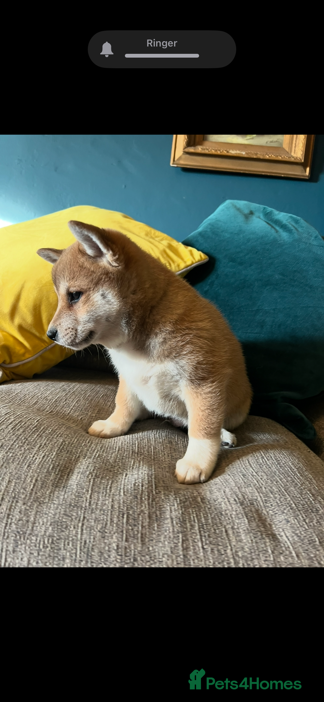 Japanese Shiba Inu dogs for sale: K.C reg Red Japanese Shiba Inu Puppies - Advert 3