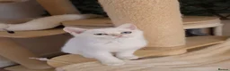 British Shorthair cats for sale: Ready Champion lines BSH kittens  - Advert 26