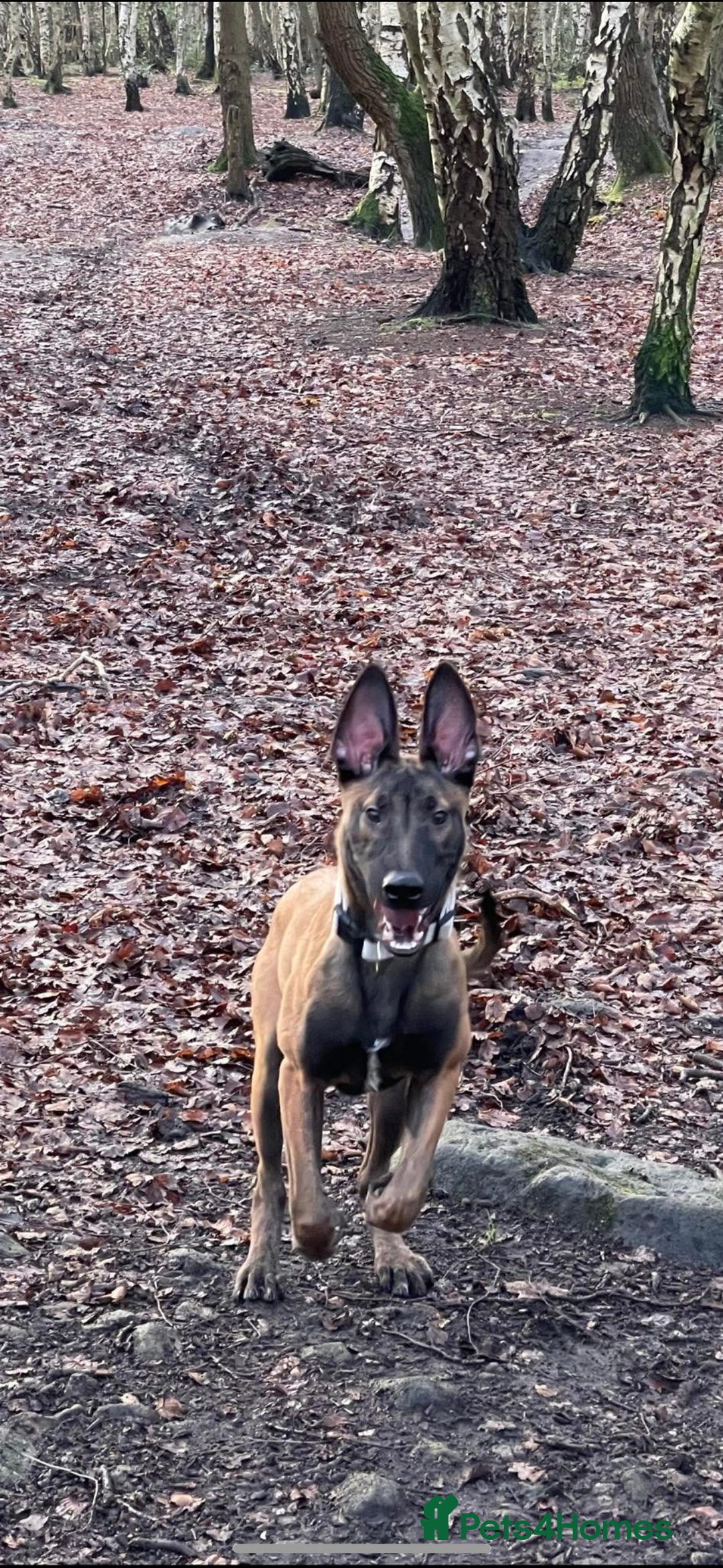 Belgian Shepherd Dog dogs for sale: Belgian Malinois Male Leeds - Advert 4