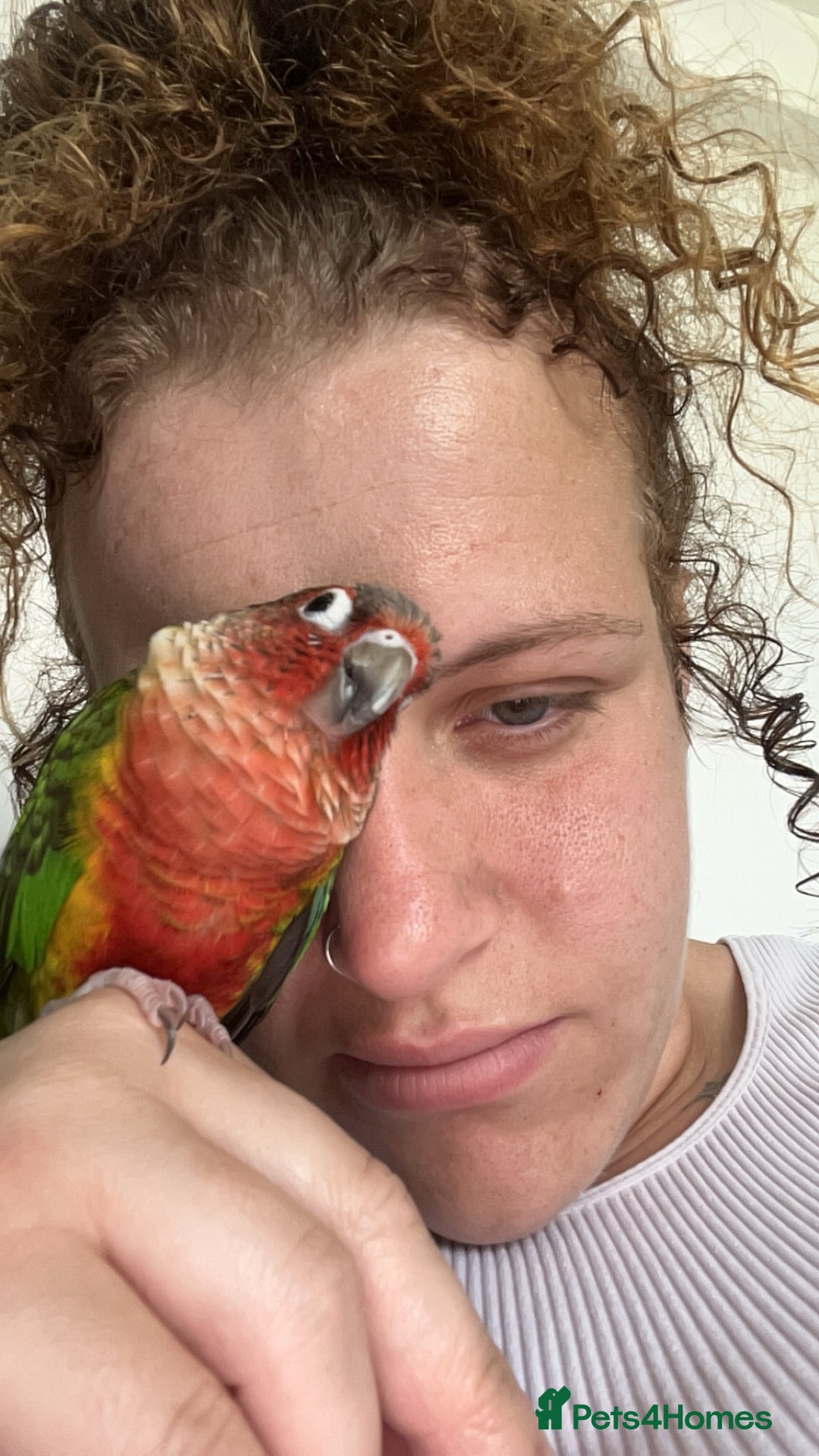 Conures birds for sale: Green cheek conure  - Advert 4