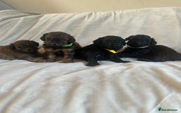 Cavapoo dogs for sale: Fully health tested Beautiful F1BB Cavapoo puppies - Image 1