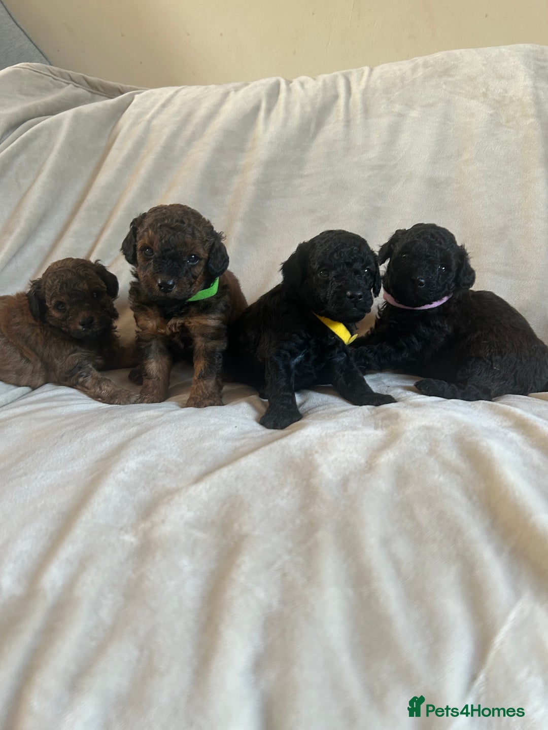 Cavapoo dogs for sale: Fully health tested Beautiful F1BB Cavapoo puppies - Image 1