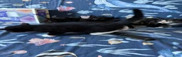 Domestic Shorthair cats for sale: Kittens for sale in Spalding - Advert 9