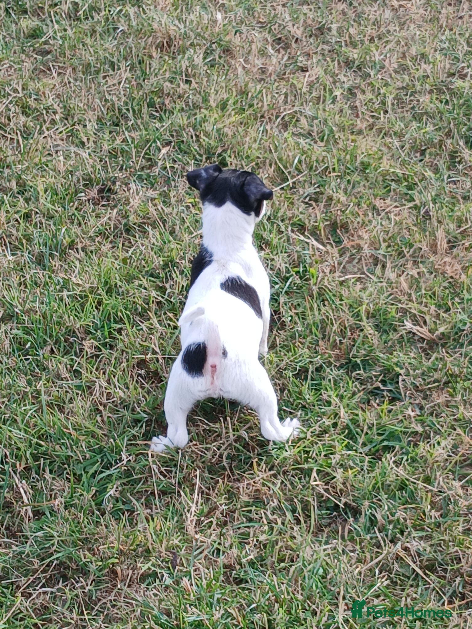 Jack Russell dogs Jack Russell puppies - Advert 2