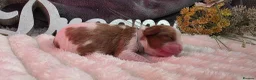 Cavalier King Charles Spaniel dogs for sale: Blenhiem cavalier king charles spaniel puppies - Advert 4