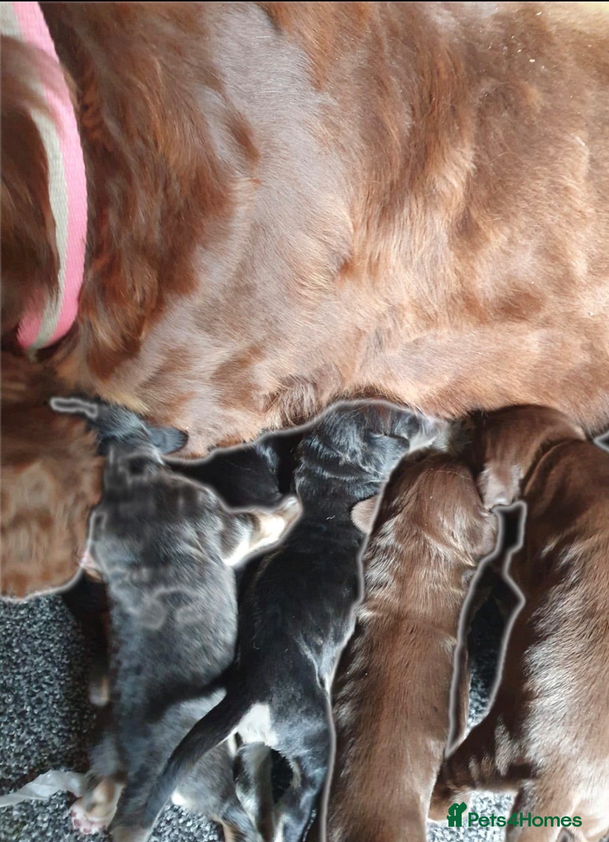 Cocker Spaniel dogs showtime cocker spaniel puppies - Advert 2