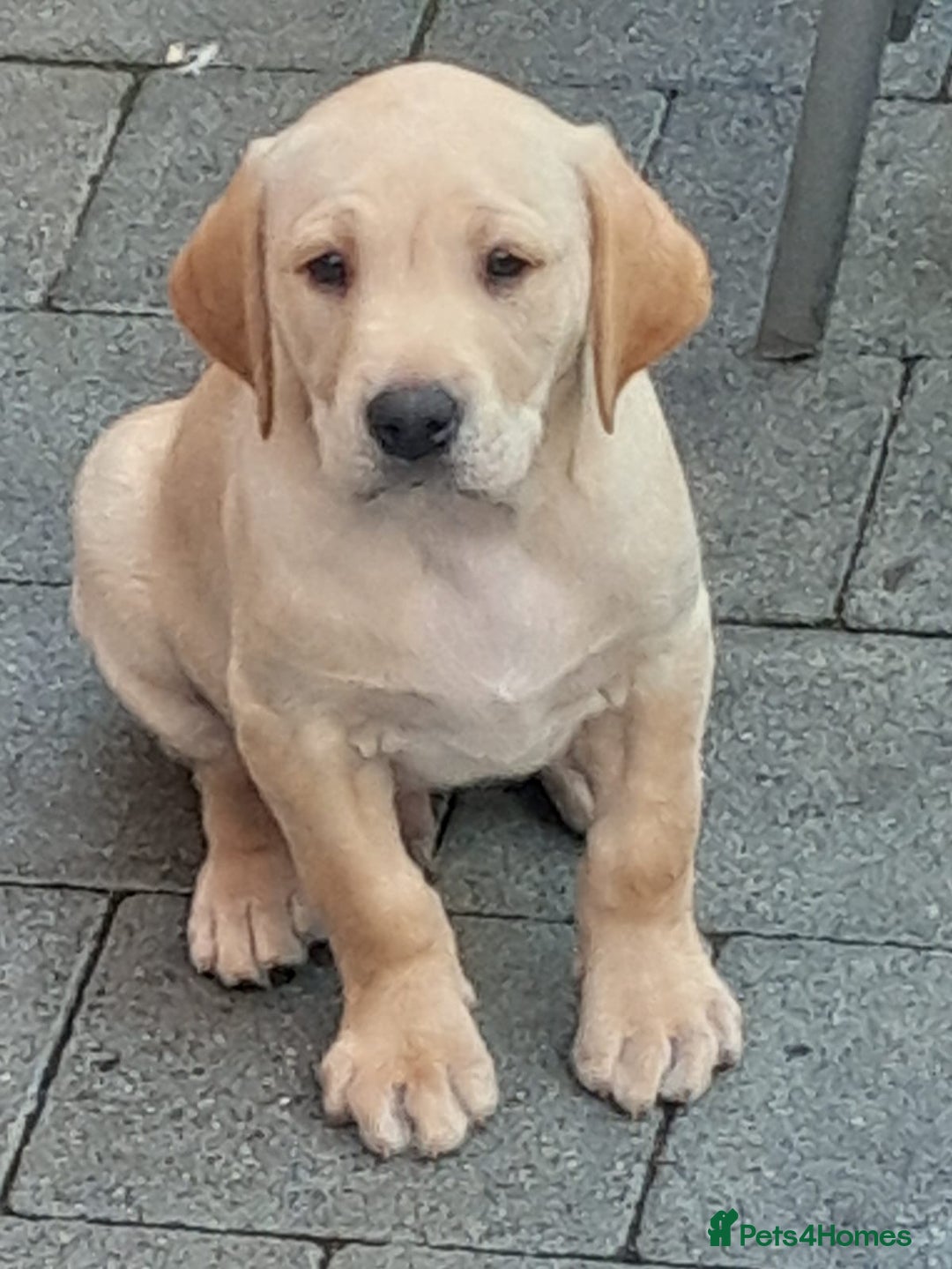 Labrador Retriever dogs for stud: Labrador retriever stud  in Hartlepool - Advert 9