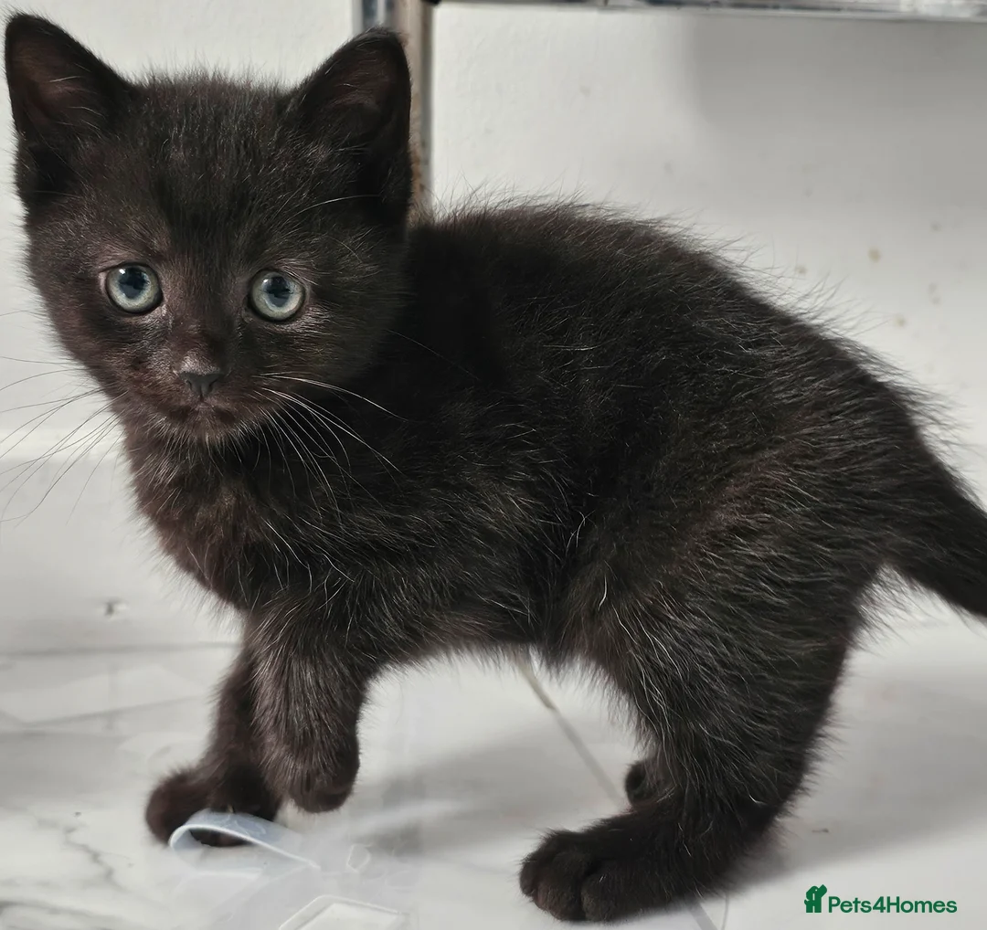 Mixed Breed cats for sale: Beautiful kittens in Brierley Hill - Advert 8