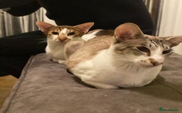 Peterbald cats for sale: Theo and Lewis (ginger )  - Image 13