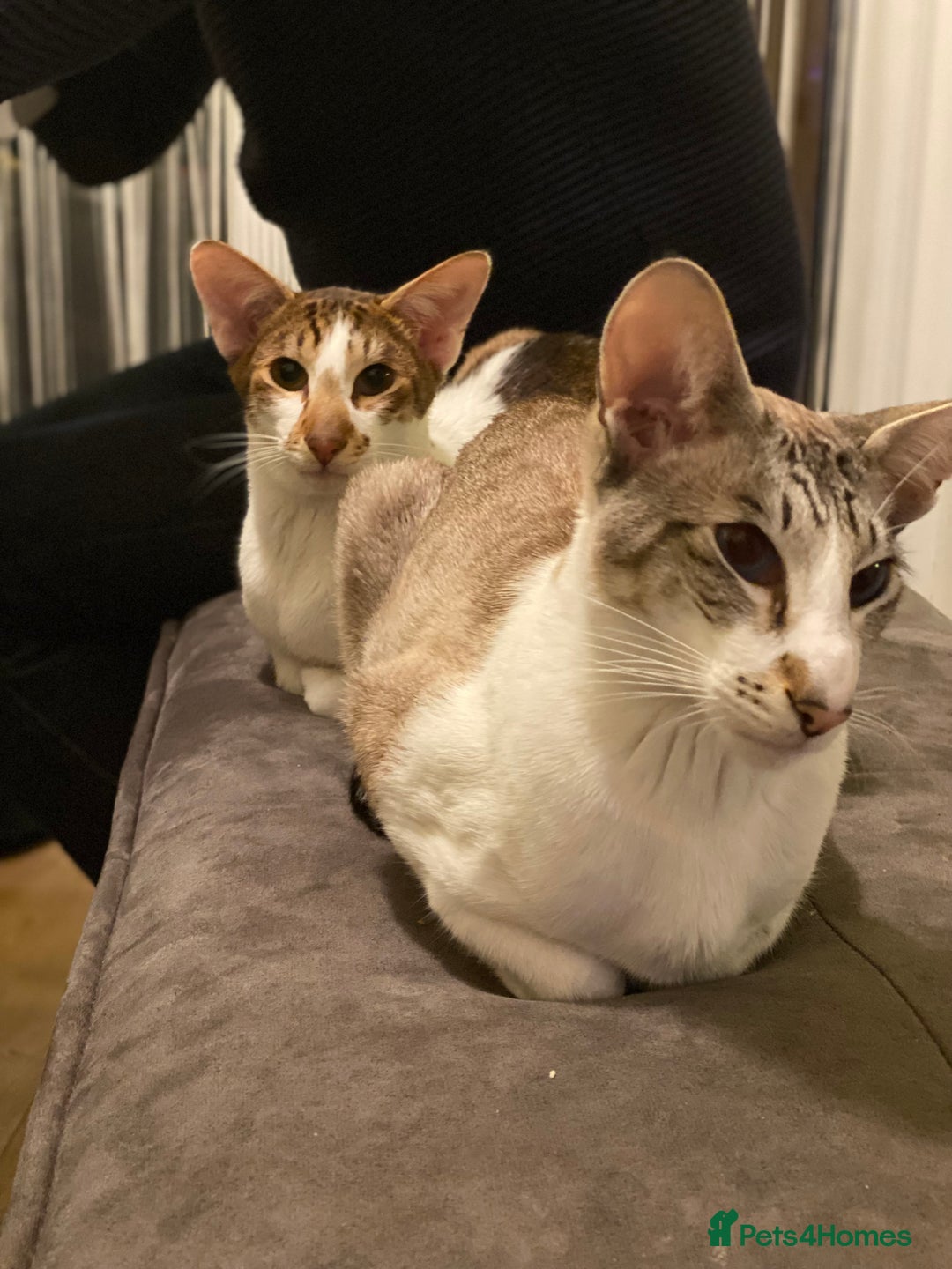 Peterbald cats for sale: Theo and Lewis (ginger )  - Image 13