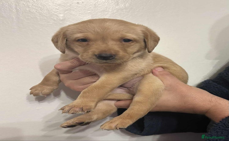 Labrador Retriever dogs - Advert 4