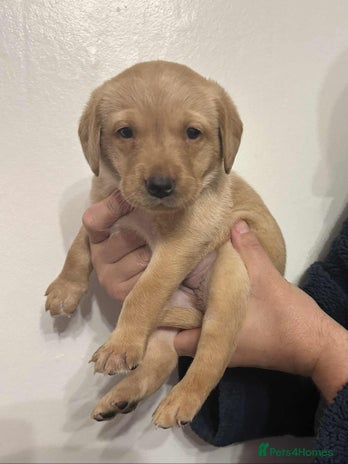 Labrador Retriever dogs - Advert 4