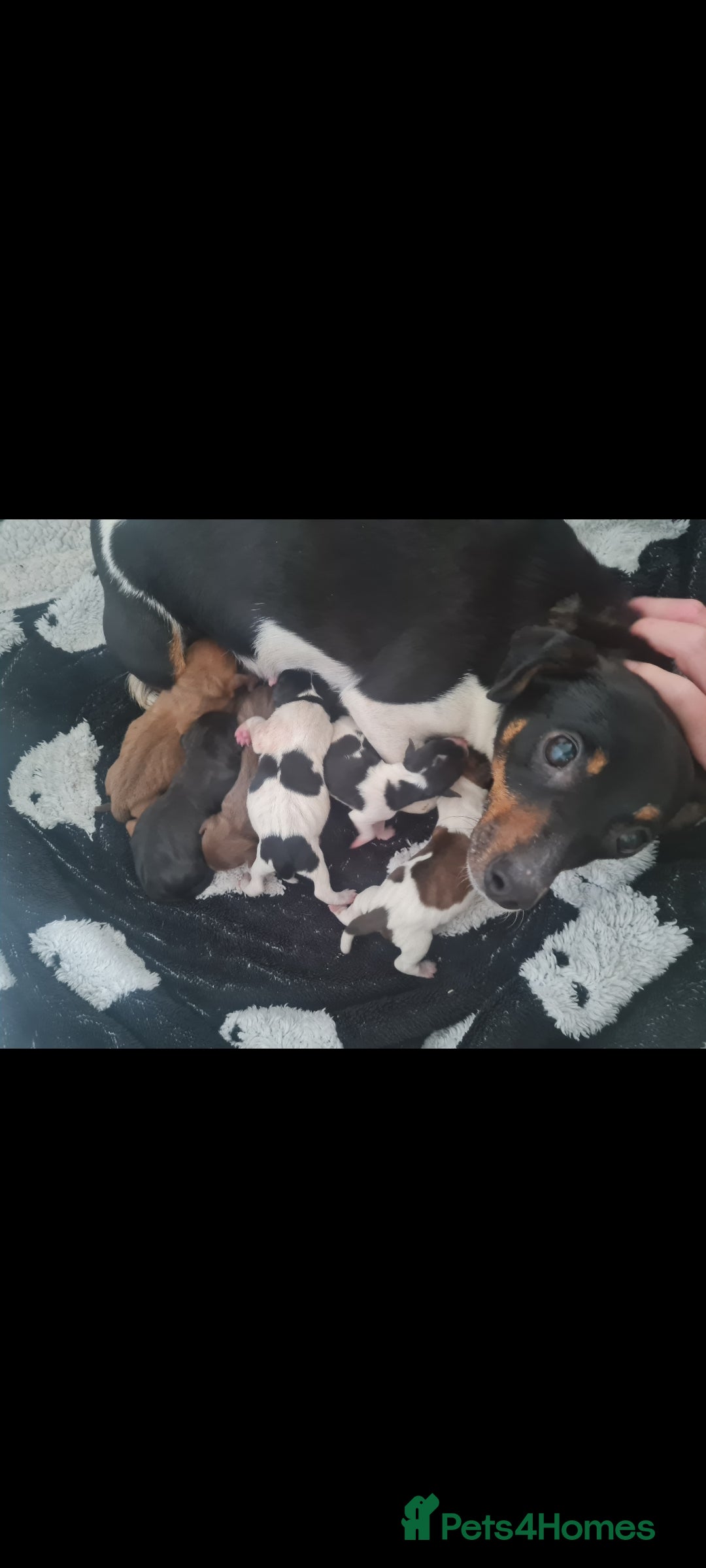 Jack Russell dogs for sale: 9 weeks old Jack Russel puppy's  - Image 3