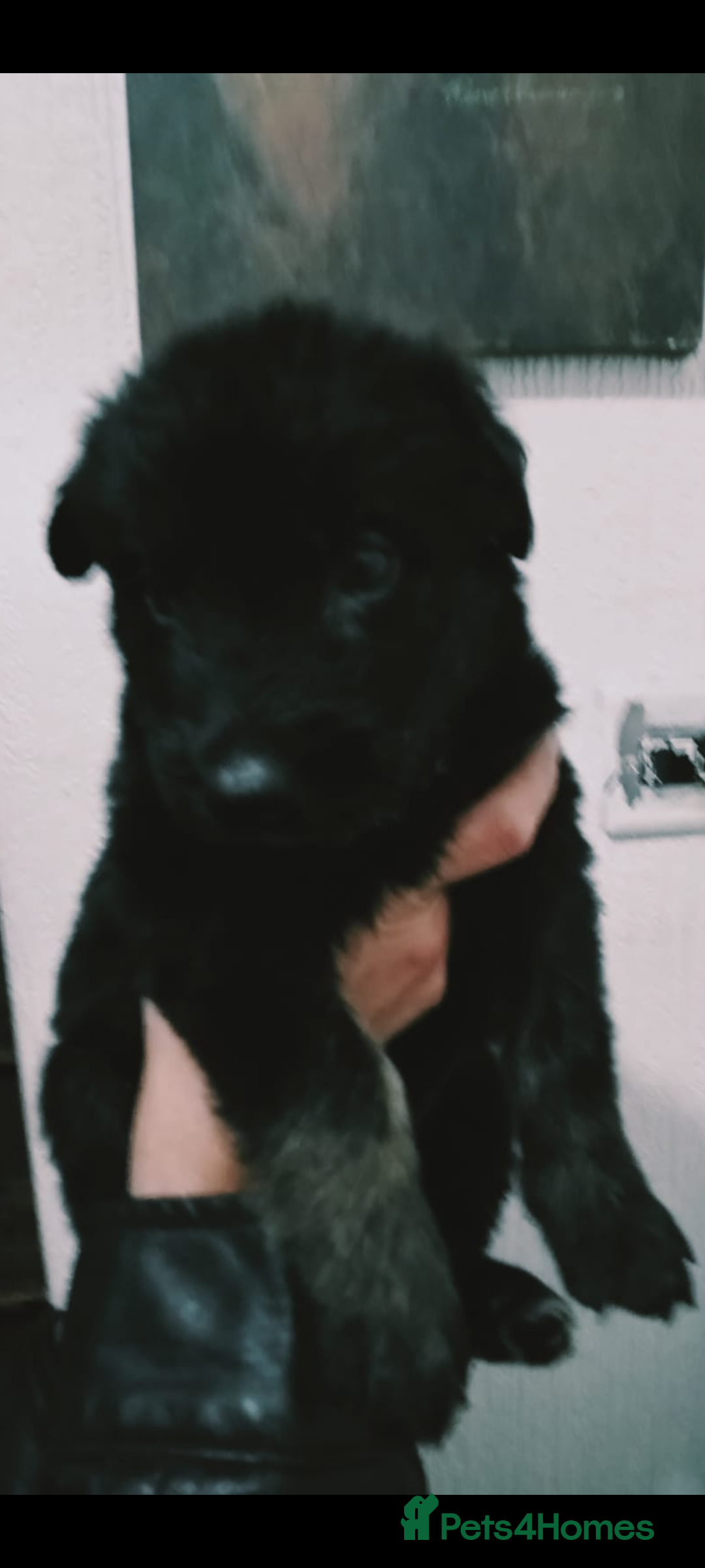Mixed Breed dogs for sale: German shepherd cross deerhound  - Image 12