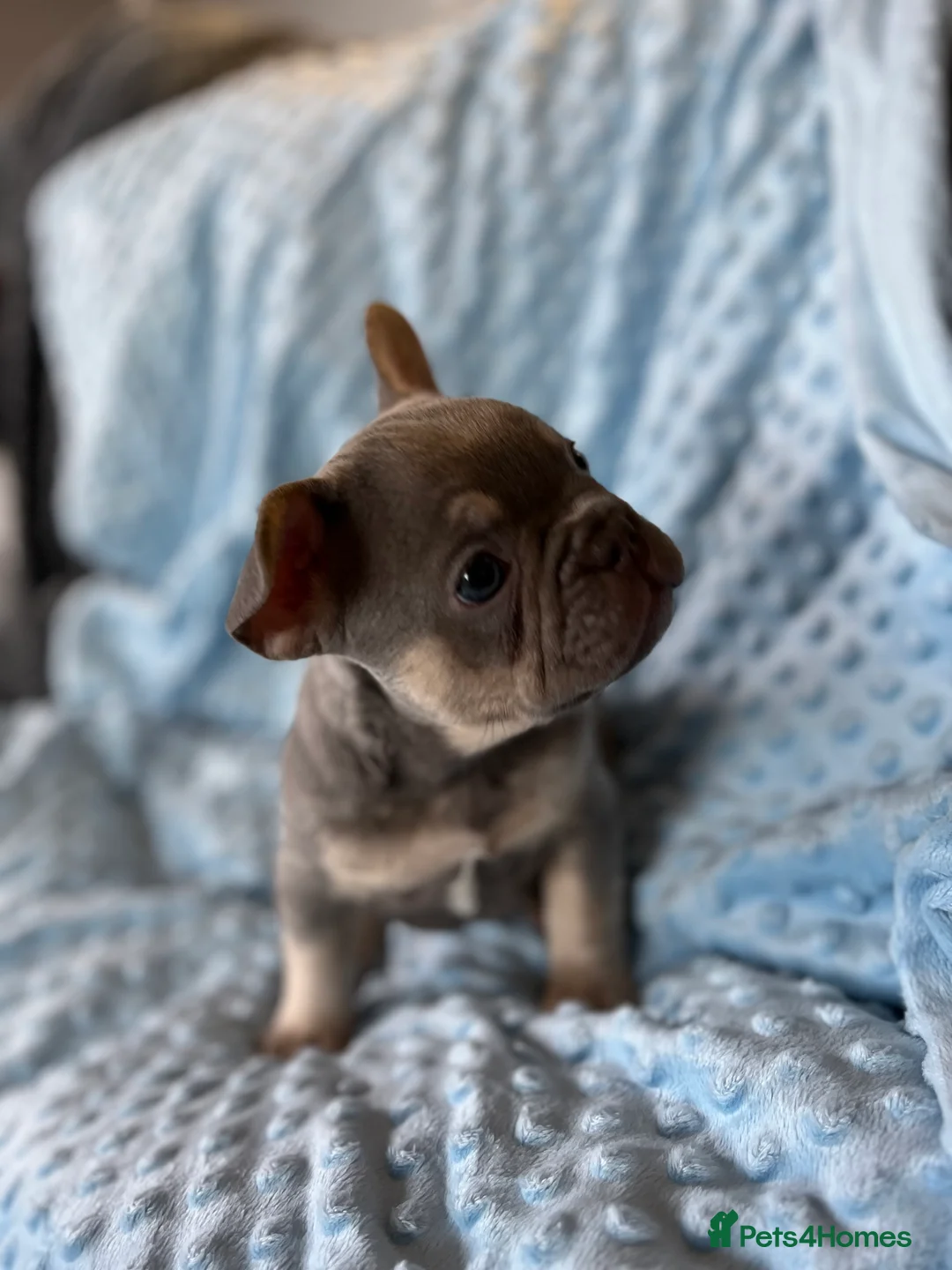 French Bulldog dogs for sale: Adorable French Bulldog puppies - Advert 9
