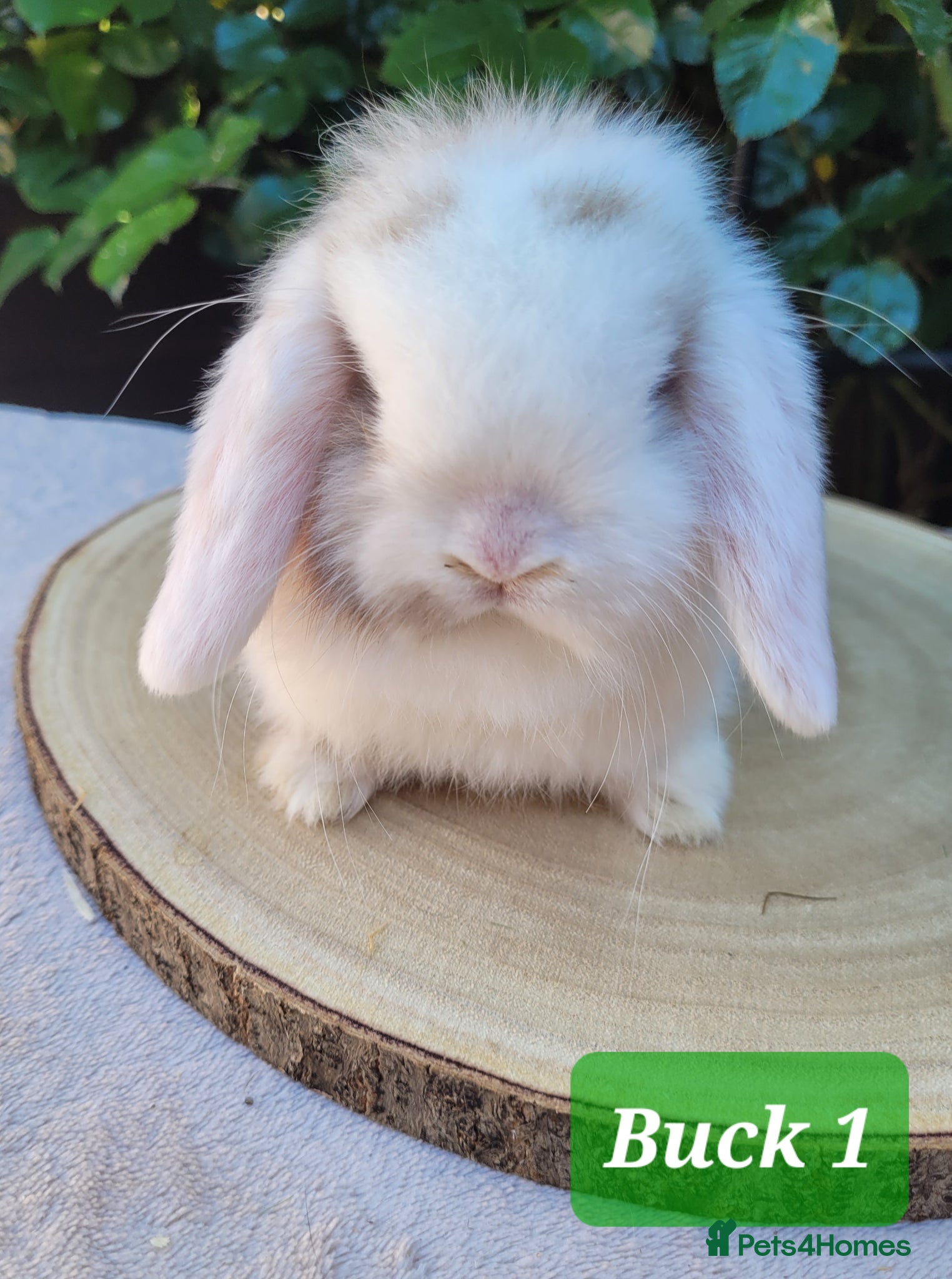 Mini Lop rabbits Beautiful pure bred mini lops - Advert 1