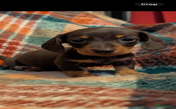 Dachshund dogs 4 gorgeous puppies for sale - Advert 5