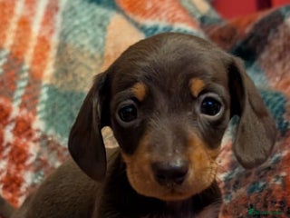 Dachshund dogs 4 gorgeous puppies for sale - Advert 11