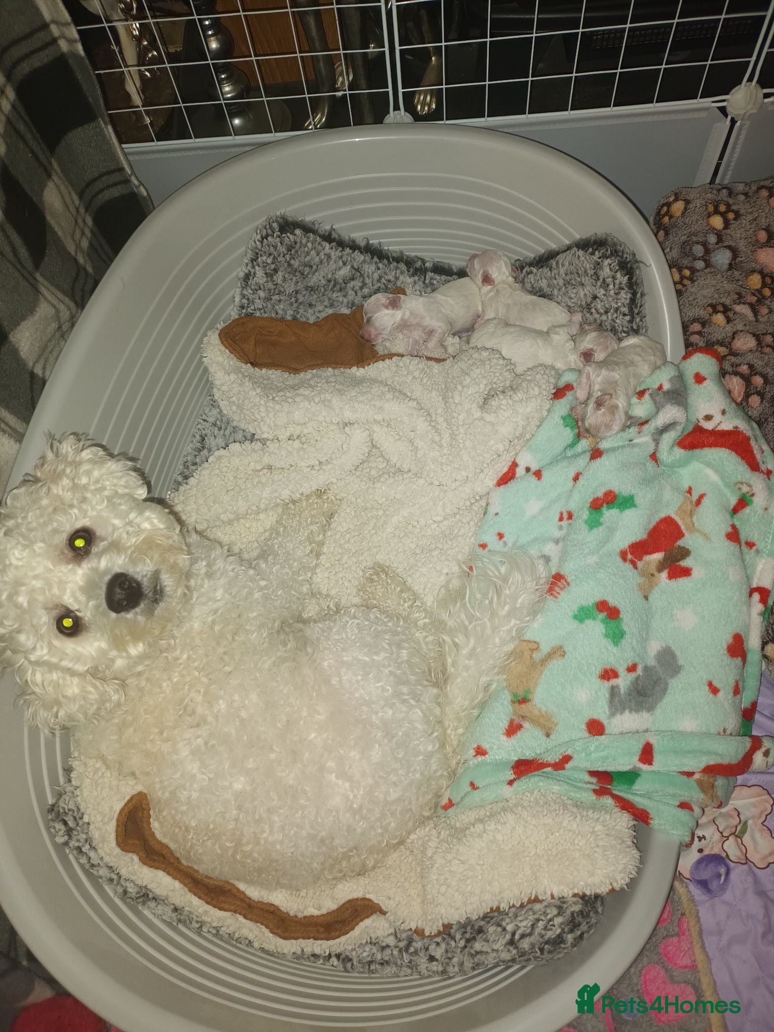 Bichon Frise dogs Bichon Frise Puppies, 2 male 2 female - Advert 6