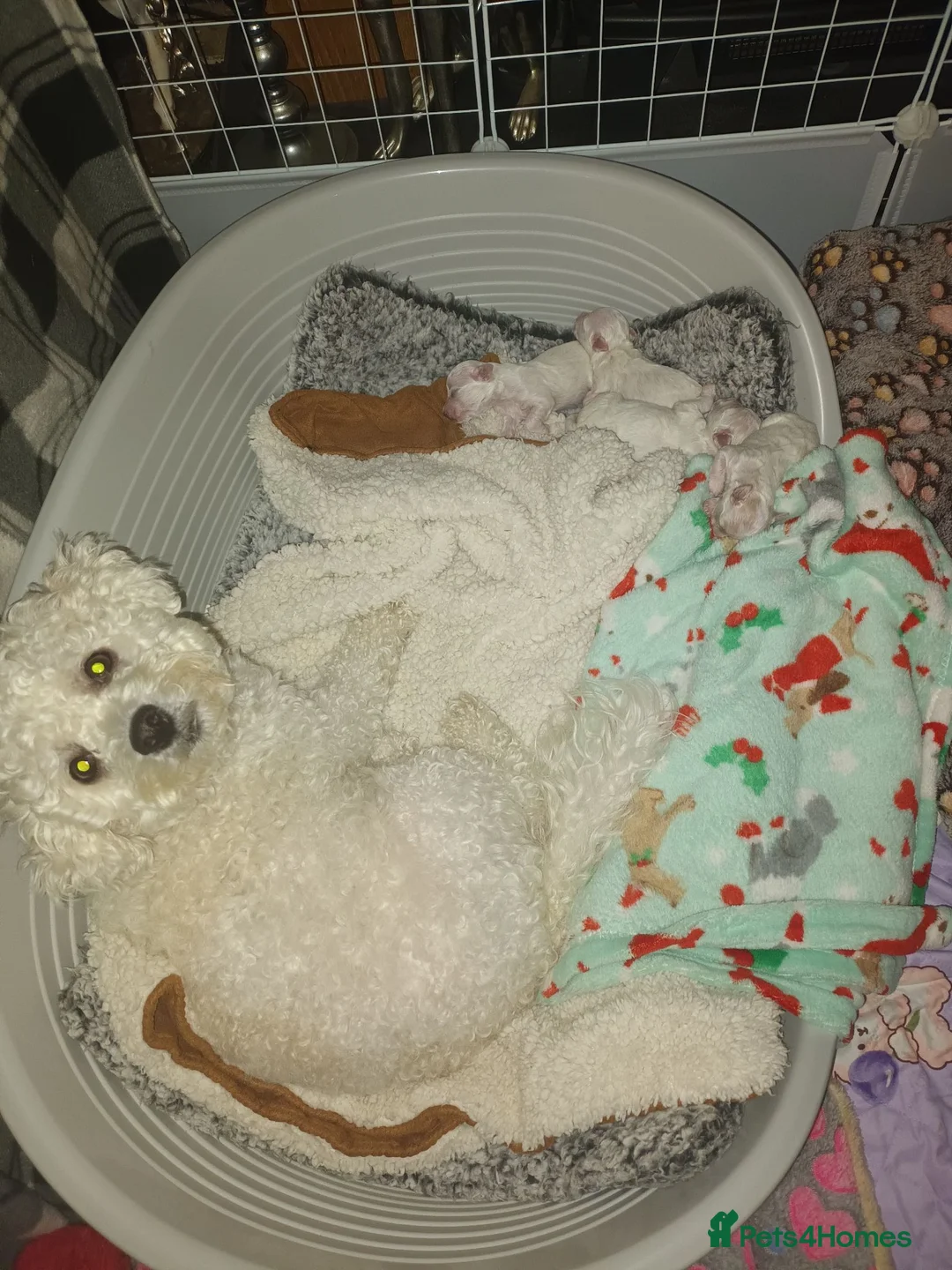 Bichon Frise dogs for sale: Bichon Frise Puppies, 2 male 2 female in Darlington - Advert 1