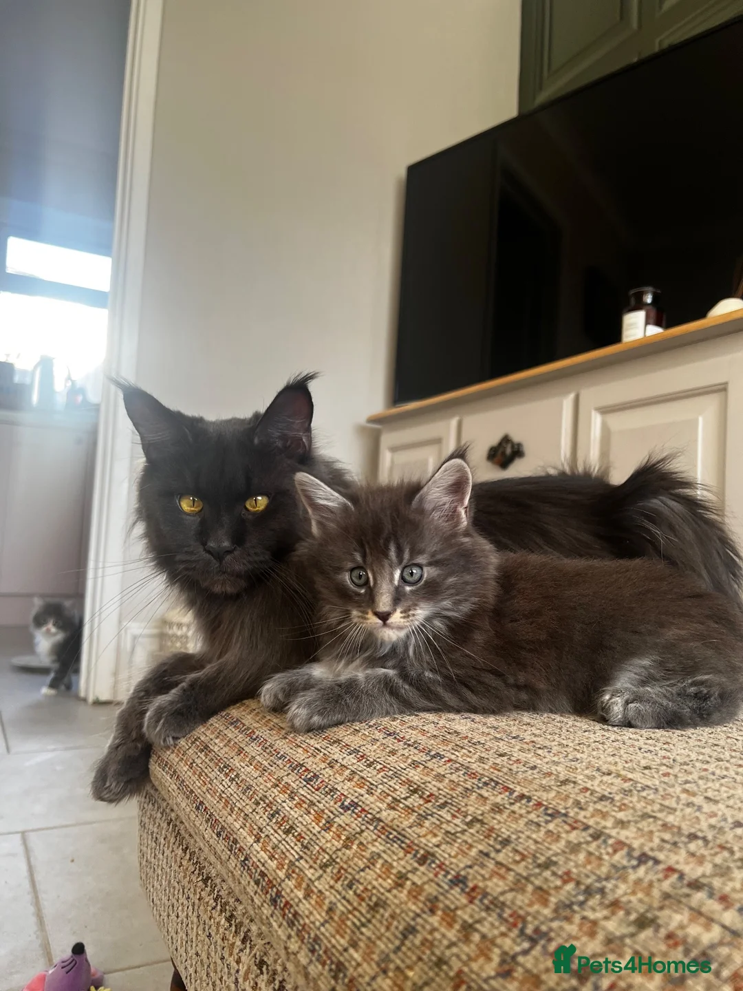 Maine Coon cats for sale: Chunky main coons 🩷🩷🩷💙 - Advert 1