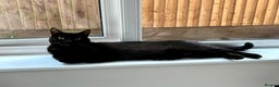 Mixed Breed cats for sale: Black Female Cat - Advert 1