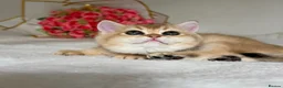 British Shorthair cats for sale: Scrumptious Golden NY12/NY25 BSH, Girl/Boy  - Advert 4