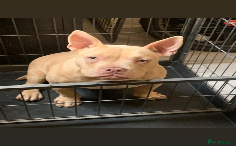 American Bully dogs - Advert 1