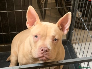 American Bully dogs - Advert 1